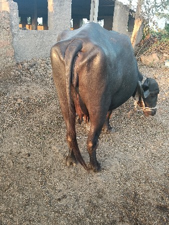 ભેંસ વેચવાની છે