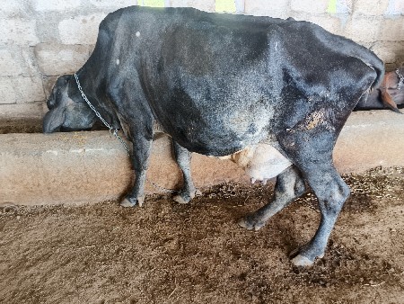 ગાય વેશવાની સે