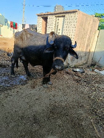 ભેસ વેચવાની છે