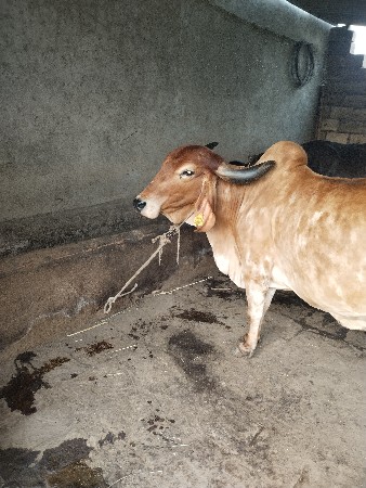ગાય વેચવાની છે