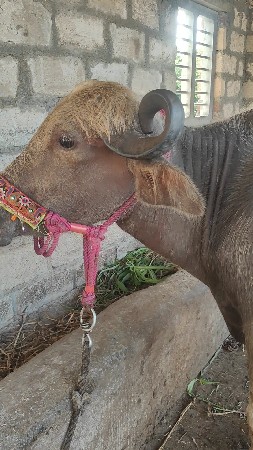 ભુરી  ટોપલી