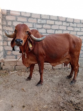 ડેર વિક્રમભાઈ