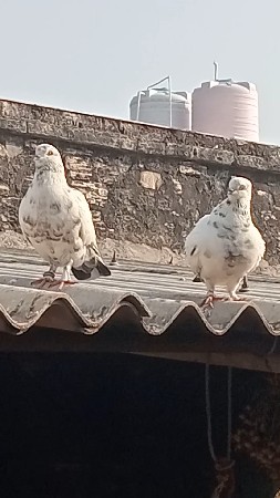 કબૂતર