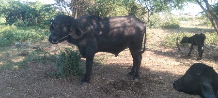 આ પાડો વેસવાનો છે