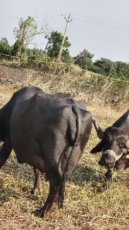 ભેંસ વેચવાની છે