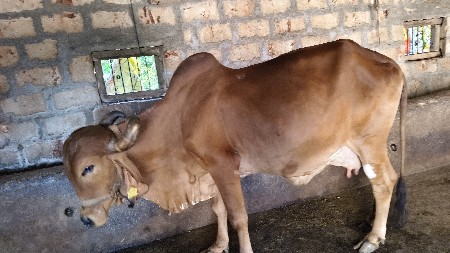વેચવા ની છે