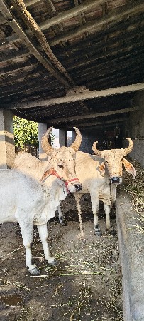 વેચવાના છે