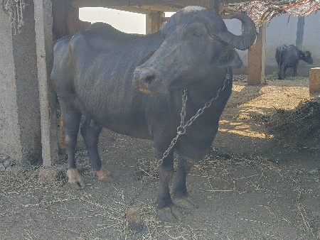 ભેંશ