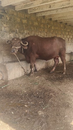 ભેંસ વેચવાની છે