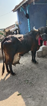 ગીર ક્રોસ ગાય