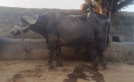 ભેંસ વેચવાની છે.