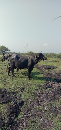 ભેસ વેચવાની સે