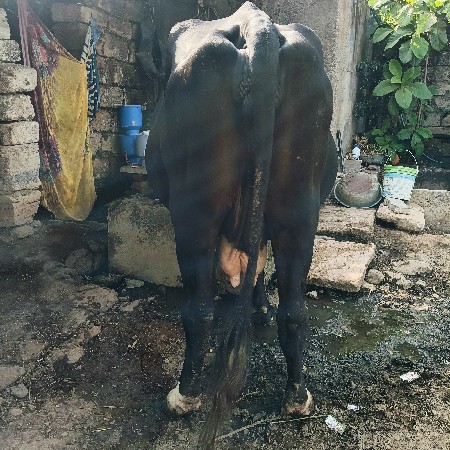 ગાય  દેવાની છે