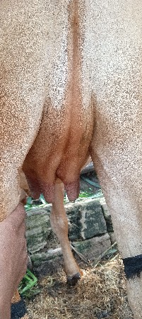 પેલું વેતર