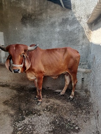 હોડકી વેચવાની છે