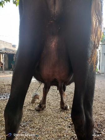 2 vetar