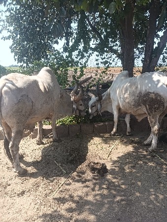 original kachhi balad