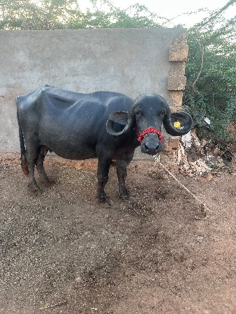 ભેંસ વેચવાની છે