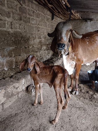ગાય વેચવાની છે 8 દીવસ ની વ્યાલછે