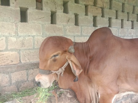 ગીર ખુટ વેચવાનો છે.