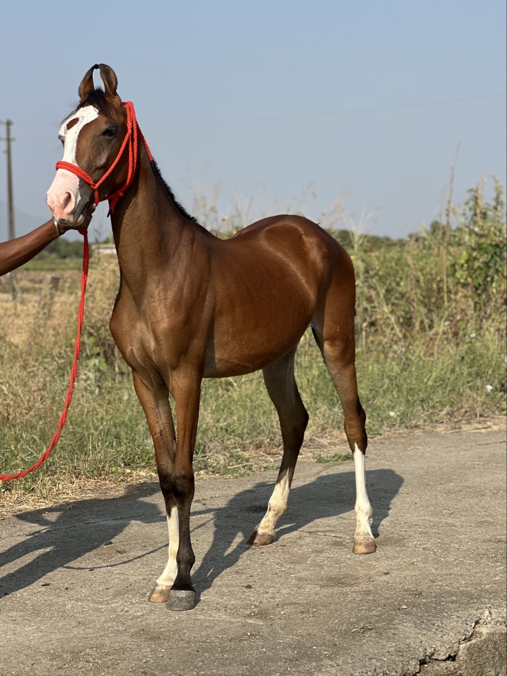 સાટા પન કરવાના છે