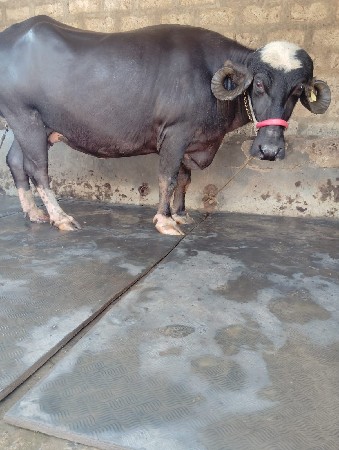 ભેંસ વેચવાની છે