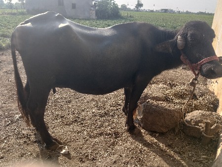ભેંસ વેચવાની છે 
સાવ સોજી છે