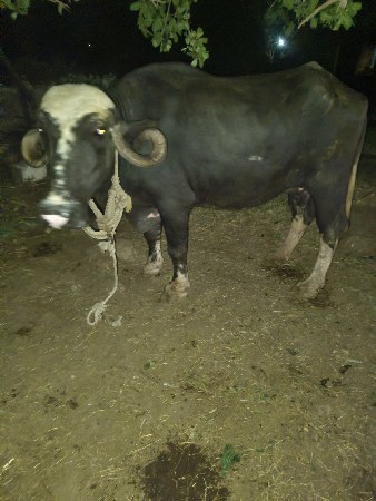 વનણલ ભેંસ વેચવાની છે
