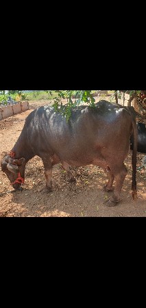 ભૈસ