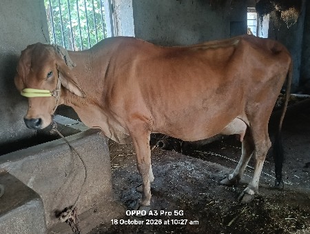 ગાય વેસાવાની છે