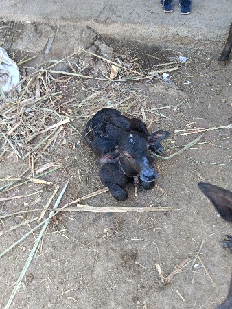ભેસ વેચવાની છે