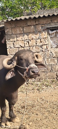 ભેંસ વેચવાની છે