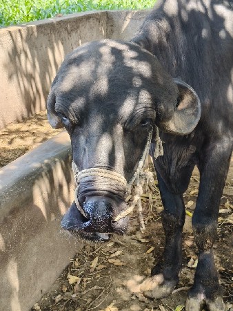 જાફરાબાદી ખડેલી વેચવાની છે.