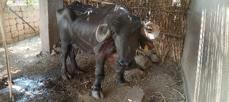 ભેંસ વેચવાની છે