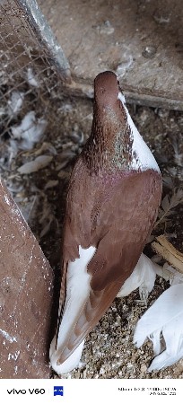 કબુતર વેચવાના છે