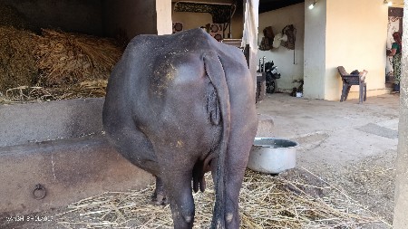 ભેંસ વૅસવાની છે
