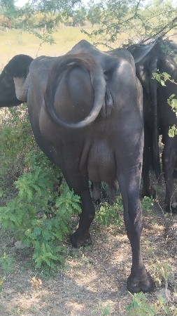 ભેંસ વેચવાની છે