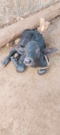 પાડો