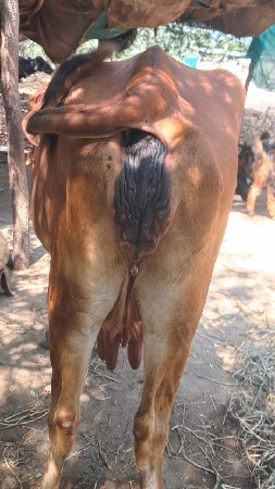 2 ગાયુ વેચવાની છે