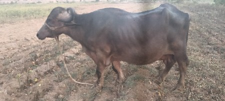ભેંસ વેચવાની છે
