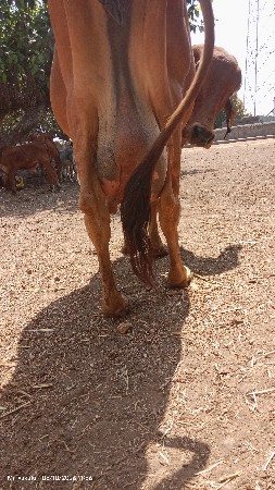 ગાય વેચવાની છે