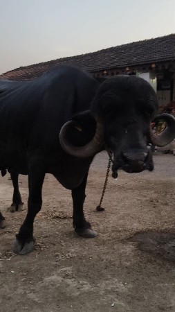 ભેંસ