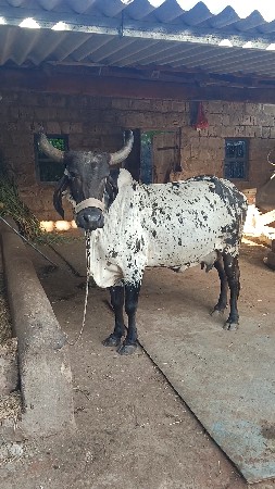 ગાય વેચવા ની છે