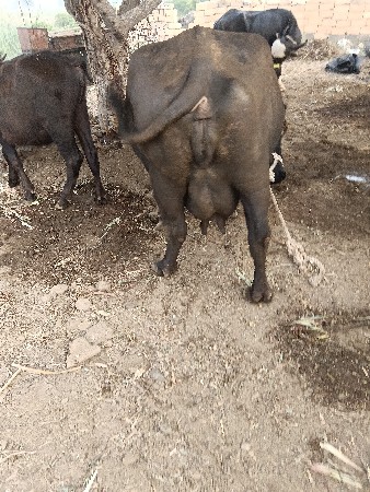 ભેંસ વેચવાની છે