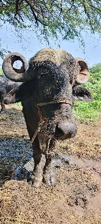 બે ભેસુવેસવાનીસે