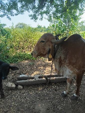 ગિર ગાય વેચવાનિછે