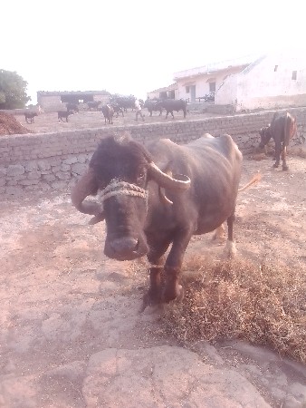 ભેસવેસવાનીસે