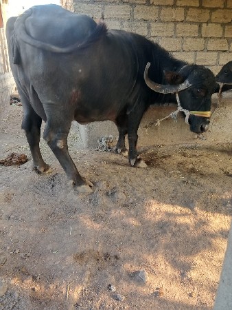 ભેંસ વેચવાની છે