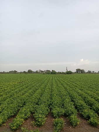 જમીન વેચાવ