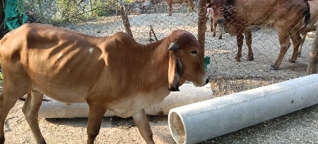 ગીર વાછરડી